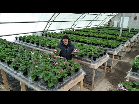 Видео: Что творится у нас В ТЕПЛИЦЕ? ОБЗОР РАСТЕНИЙ на 1 февраля!