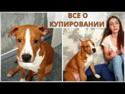 Видео: КУПИРОВАНИЕ СТАФФА // История наших ушек