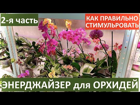 Видео: СТИМУЛЯЦИЯ ЦВЕТЕНИЯ ОРХИДЕЙ, роста корней орхидей и листьев, ЭНЕРДЖАЙЗЕР варианты применения