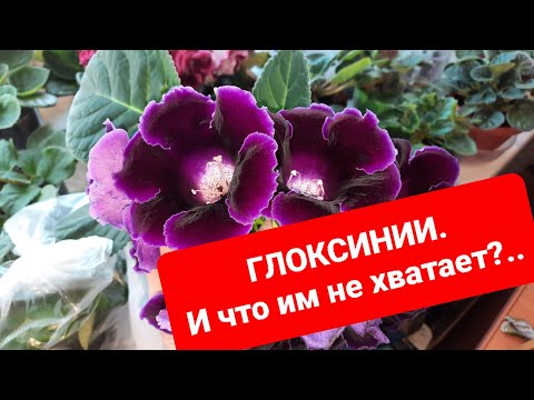 Видео: ГЛОКСИНИИ.И что им не хватает?