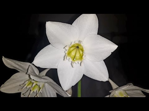 Видео: УХОД ЗА ЭУХАРИСОМ ЗИМОЙ. ОТВЕТЫ НА ВОПРОСЫ.