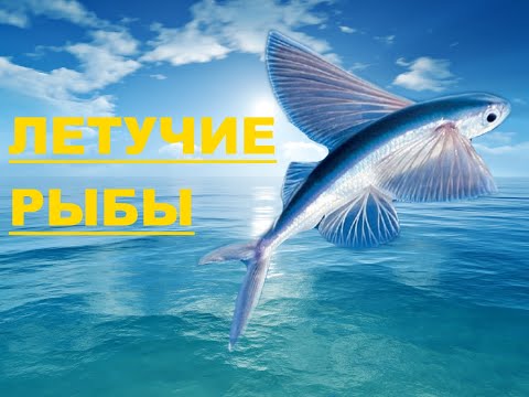 Видео: ЛЕТУЧИЕ РЫБЫ Развивающее видео