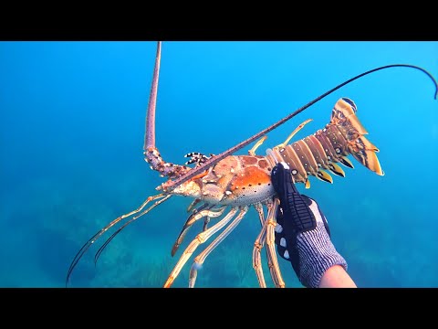 Видео: Как ЛОВИТЬ ЛОБСТЕРОВ и МНОГО/🔔✅знаю отличные места для ловли