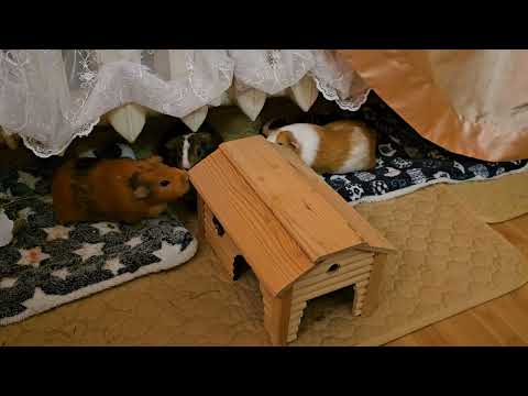 Видео: Нашла во время уборки старый деревянный домик. Выдала морским свинкам поиграть