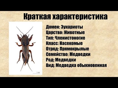 Видео: Медведка обыкновенная и интересные факты о ней