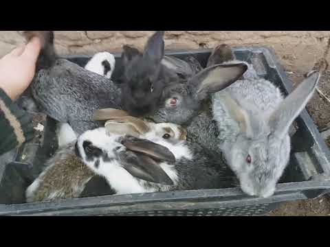 Видео: КУПИЛИ ВСЕХ КРОЛЬЧАТ //