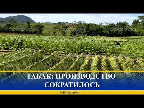 Видео: ТАБАК: ПРОИЗВОДСТВО СОКРАТИЛОСЬ