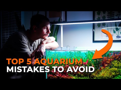 Видео: 5 ОШИБОК НОВИЧКОВ, КОТОРЫЕ ГУБЯТ ВАШ АКВАРИУМ С РАСТЕНИЯМИ