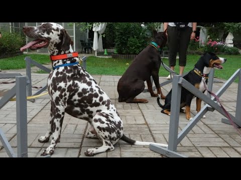 Видео: ДТ - 425. Прыжковый урок или как из барьера сделать задачу