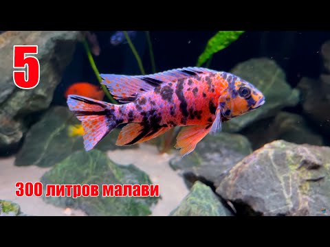 Видео: Чистка Аквариума. Чистка фильтра Aquael Ultra Filter 1400. Обзор нового освещения. Новые рыбки.