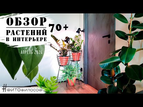 Видео: ОБЗОР РАСТЕНИЙ 70+ в интерьере. РОТАЦИЯ цветов в квартире. ДОСВЕТКА в тёмных уголках.