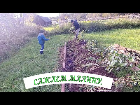 Видео: Сердце дома забилось. Сажаем малину