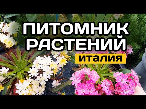 Видео: ⭐ПИТОМНИК РАСТЕНИЙ в ИТАЛИИ I Рай для садоводов I Что купили?