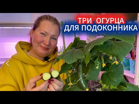 Видео: КАКИЕ СОРТА ОГУРЦОВ ДЛЯ ПОДОКОННИКА ПОДОЙДУТ - ВЫБОР И ПОСЕВ