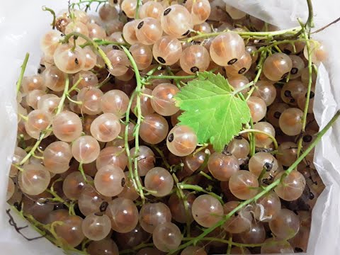 Видео: "ДУША ТИГРА"/Новый старт -4!/Дизайнер Наталья Пышнограева