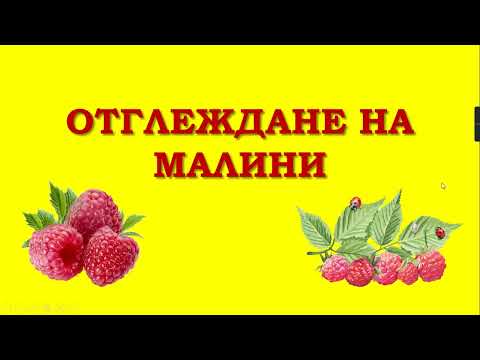 Видео: Отглеждане На Малини