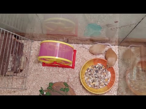 Видео: Как знакомить мышей? Подселение мышки в стаю мышей! Зажиточные мыши в хоромах 😄