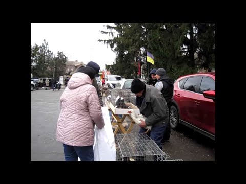 Видео: Выставка голубей и декоративных птиц.  Помошная 23. 11. 24  Ч.1