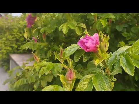 Видео: Розовые розы)