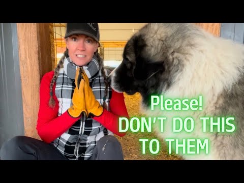 Видео: 7 вещей, которые собаки-охранники домашнего скота умоляют не делать с ними