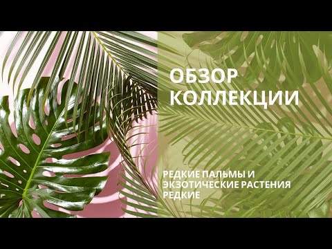 Видео: Обзор пальм и тропических экзотов🌴