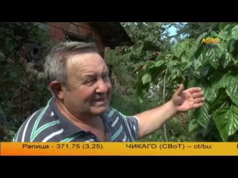 Видео: Черница с гигантски листа в село Богослов