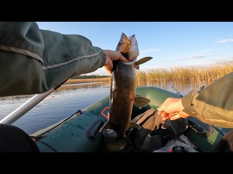 Видео: Мамки вийшли полювати.Пора їхати по щуку!!!