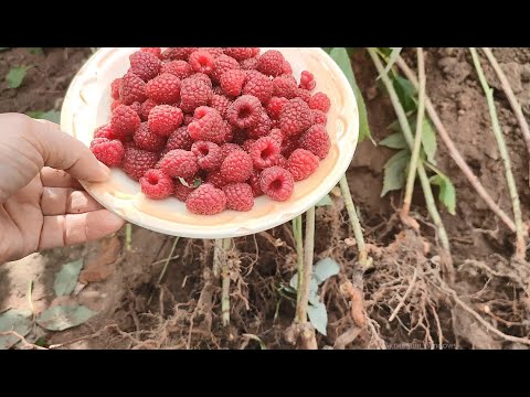 Видео: ЯК ПОСАДИТИ МАЛИНУ ВОСЕНИ