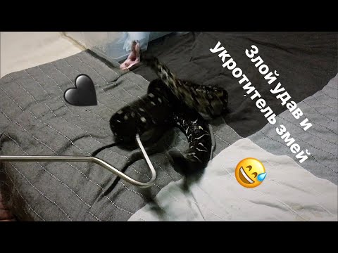 Видео: Наш злой удав и укротитель змей Ворон