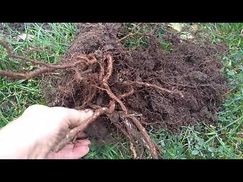 Видео: Пересадка Корне собственной Розы осенью.