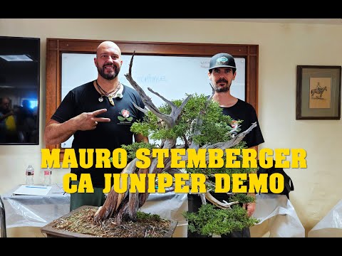 Видео: Мауро Штембергер демонстрирует можжевельник из Калифорнии на встрече бонсай GSBF #бонсай #maurost...