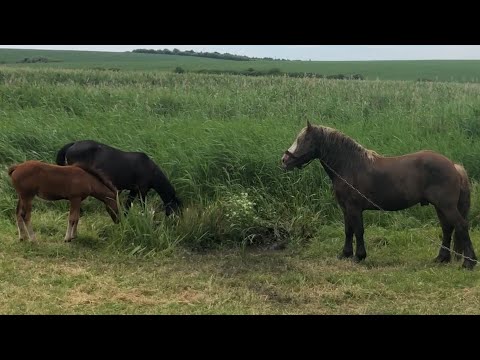 Видео: В гостях в пана Ігора, коні на продажу💲Потомство Алана💪