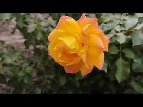 Видео: 🍂Конец октября.🌲🌿Новые истории о растениях