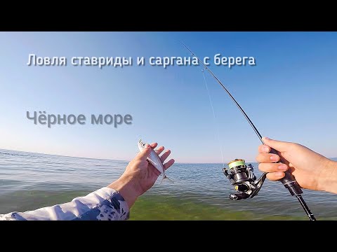 Видео: Ловля ставриды и саргана с берега. Чёрное море.  Shore fishing garfish and horse mackerel.