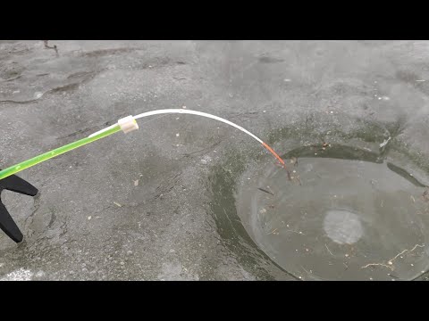 Видео: ТЫСЯЧИ карасей, САЗАНЫ под ногами!!!! Зимняя рыбалка по первому льду