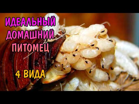 Видео: 4 ВИДА ТАРАКАНОВ В ОДНОМ ВИДЕО