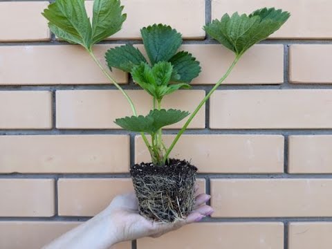 Видео: Клубника для начинающих. Сроки посадки клубники в открытый грунт!