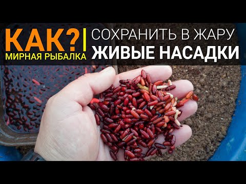 Видео: Как в жару сохранить червя, опарыша, мотыля и пинку летом? Наживка для рыбалки.