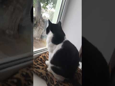 Видео: Котик Федусик   #наше #nature #котик #кіт #улюбленці #красота #полювання #федя #киця #shorts #short