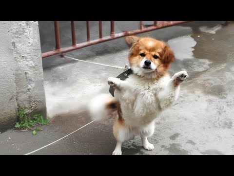 Видео: Хозяин сказал: «Это всего лишь собака.» Но её глаза рассказывали другую историю