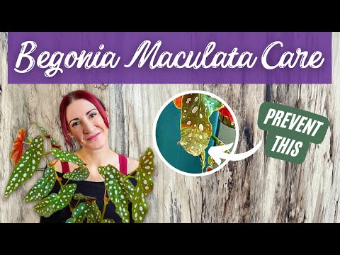 Видео: Полное руководство по уходу за бегонией пятнистой: больше никаких хрустящих кончиков листьев! | У...