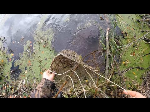 Видео: Охота на ондатру.Промысел ондатры мордами (Будни охотника и рыбака)