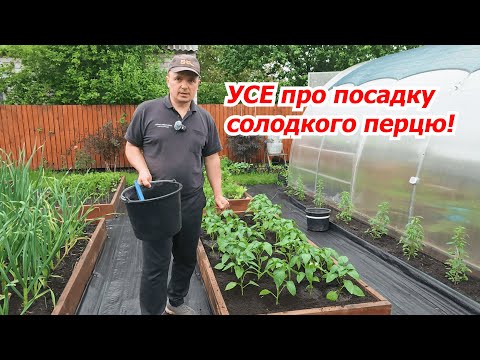 Видео: Саджаємо багато перцю на малу грядку. Ущільнена посадка!