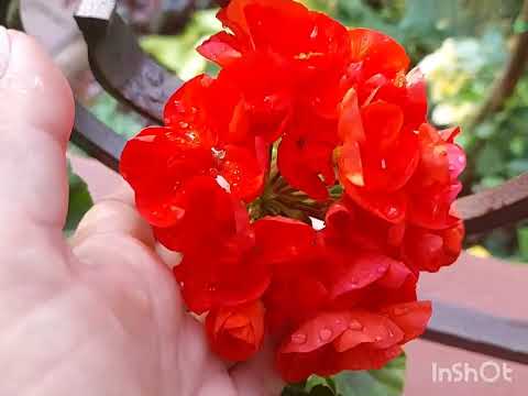Видео: Пеларгония .Часть коллекции на крыльце .#пеларгония #домашниецветы #сад