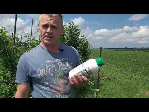 Видео: Парша,альтернариоз,фитофтороз и это не шутки.