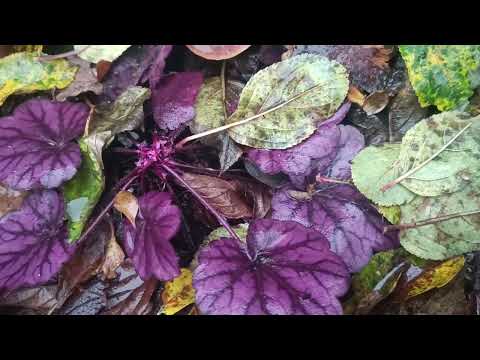 Видео: 🍀НЕВИБАГЛИВІ БАГАТОРІЧНИКИ,які НЕ ЛЮБЛЯТЬ ПЕРЕЗВОЛОЖЕННЯ.🍀