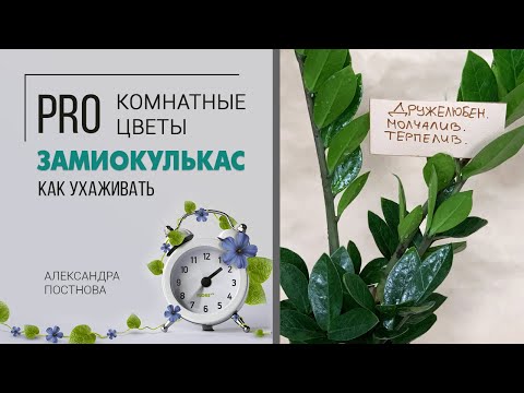 Видео: Долларовое дерево Замиокулькас - неприхотливое комнатное растение для дома и офиса. Секреты дружбы.