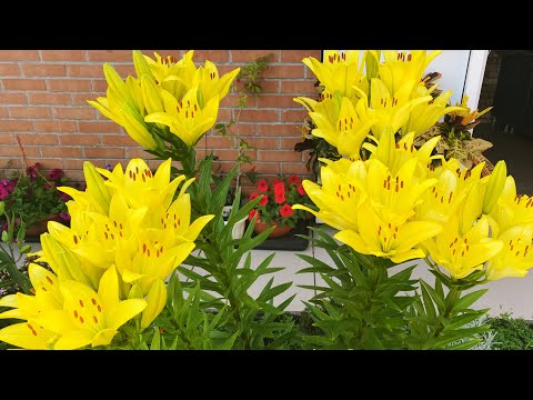 Видео: МУРАВЬИ И СЛИЗНИ ИДУТ В АТАКУ! КАК СПАСТИ УРОЖАЙ?