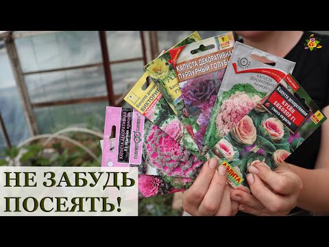 Видео: Декоративная капуста / Посев