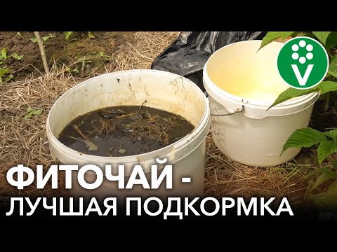 Видео: ЭТО УДОБРЕНИЕ ДАЖЕ ЛУЧШЕ БРОДИЛОВКИ! Без запаха, готово за 3 дня, подходит для всех культур